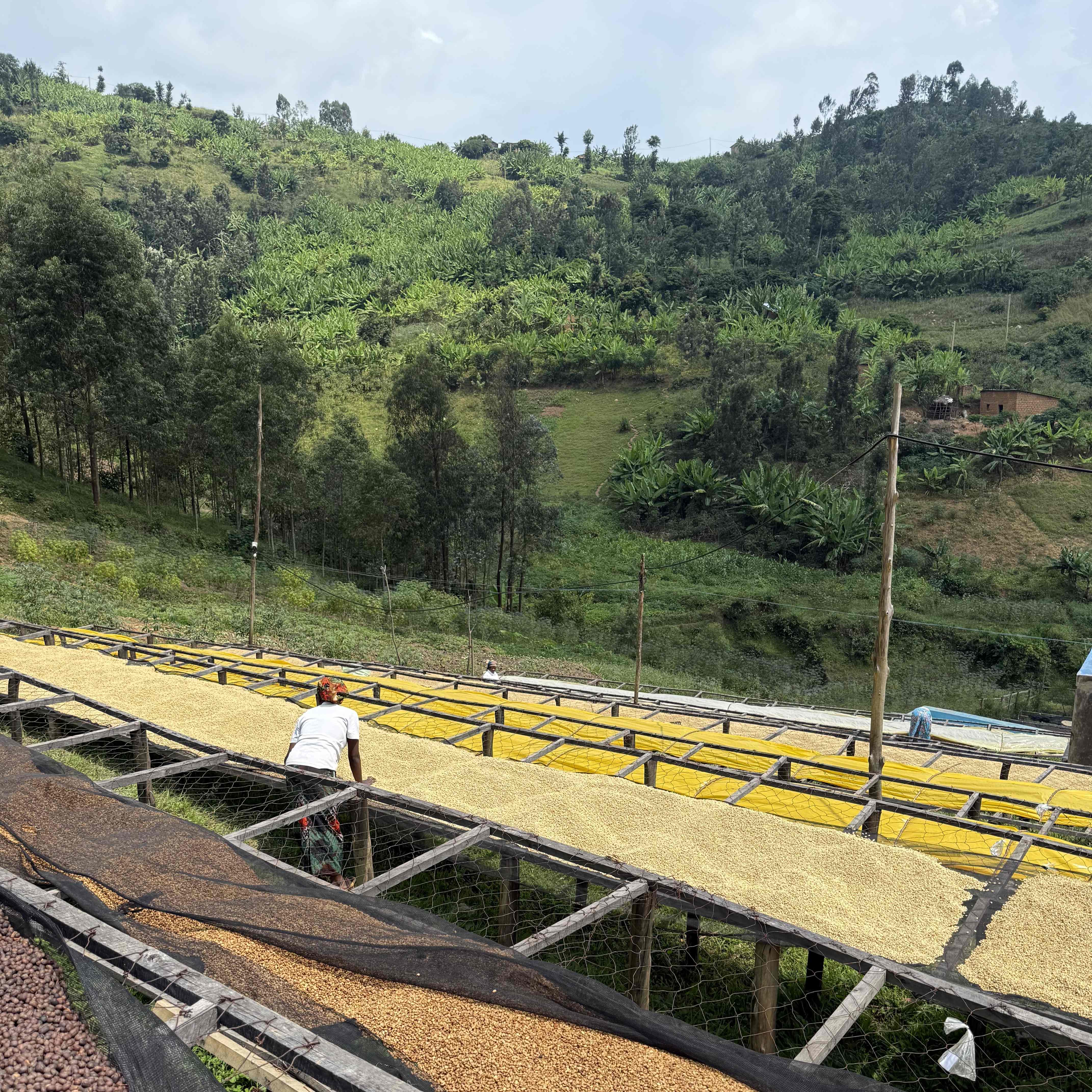 Rwanda Gisheke A1 Washed(24/25年クロップ) | ORIGIN COUNTRIES for